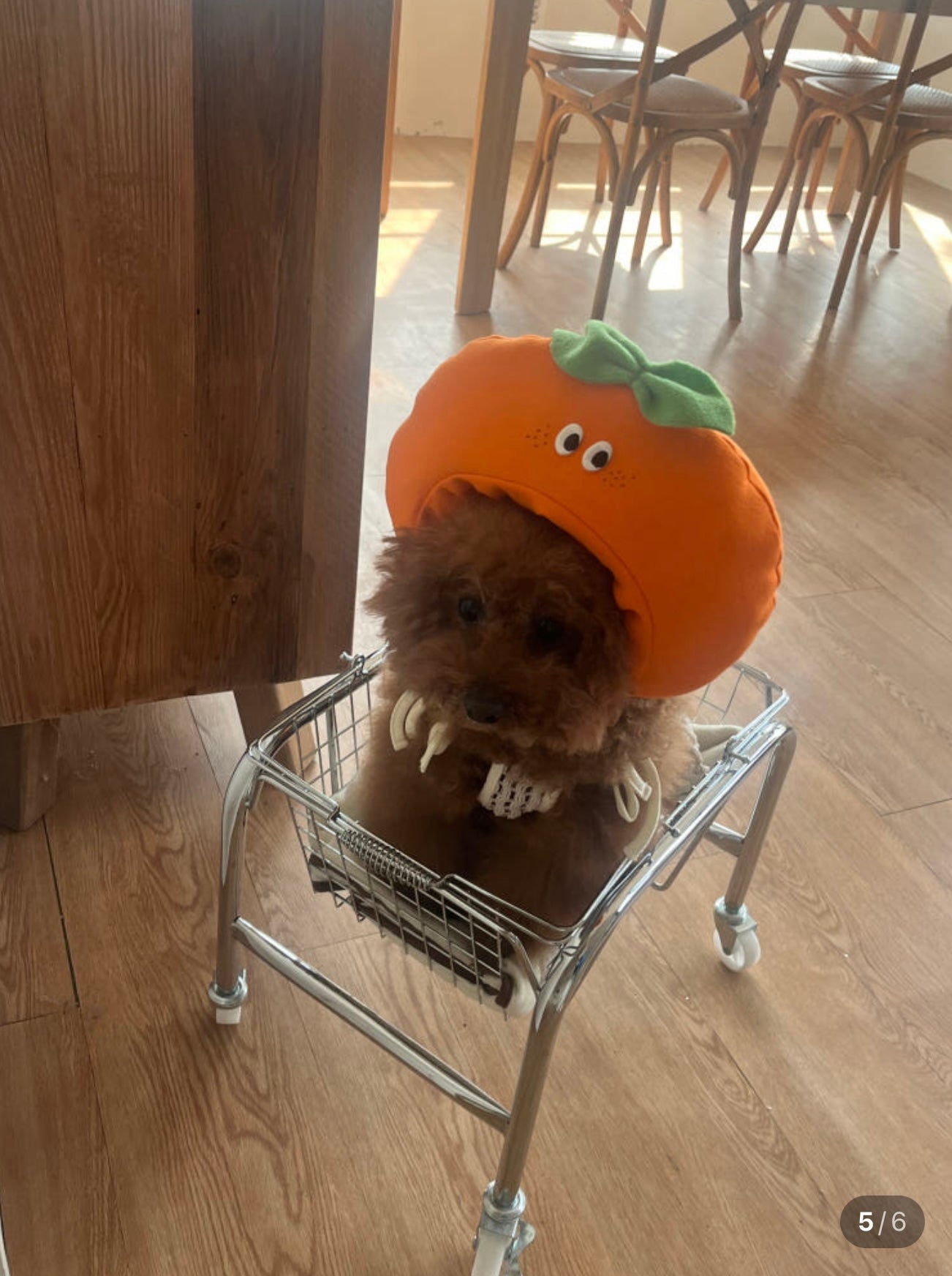 PICNIC SERIES HAT- ORANGE